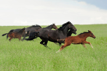 Wall Mural - horses in meadow