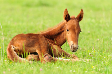 Wall Mural - colt in meadow