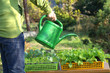 Watering vegetable seedlings