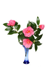  Camellia arrangement