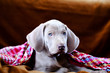 weimaraner blue puppy indoor portrait