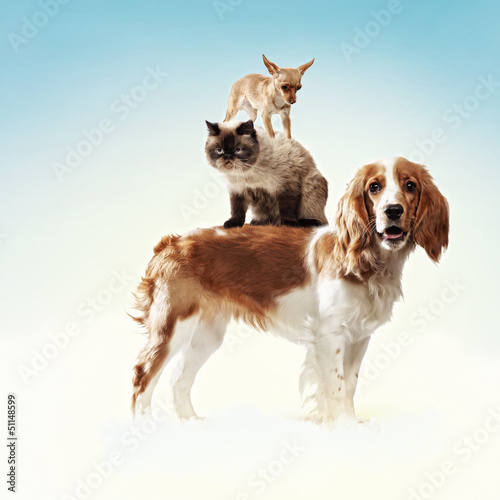 Nowoczesny obraz na płótnie Three home pets