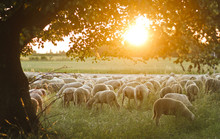 A Flock Of Sheep Grazing On Pasture Grass During Sunset