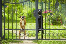 Two Dogs Behind Metal Fence