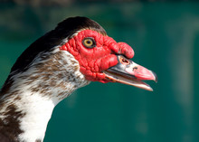 Muscovy Duck Head Close-up