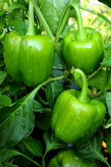 green pepper on plant