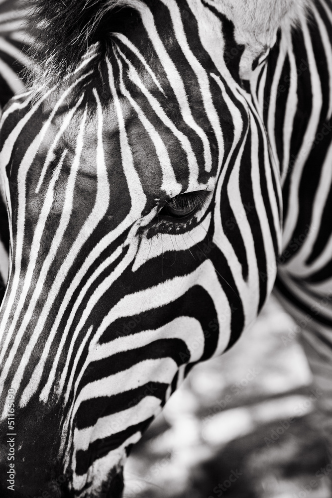 Zebra Closeup - obrazy, fototapety, plakaty 