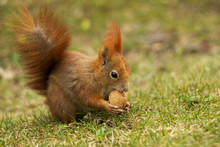 Red Squirrel On Grass Eating Walnut