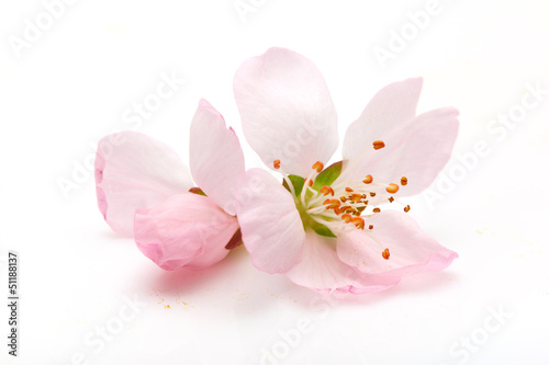 Plum flower