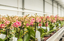 Rows Of Colorful Mature Orchid Plants Ready For Transport