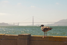 Seagull Sitting On Wall With Golden Gate Bridge In Background. S