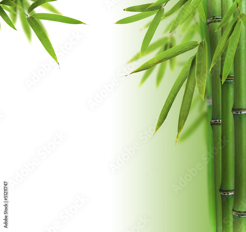 Photo Bamboo sprouts with free space for text