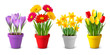 Collection of spring and summer colorful flowers in pots and wat