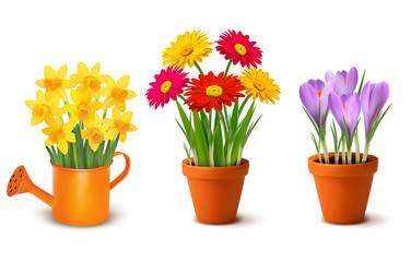 Poster - Collection of spring and summer colorful flowers in pots and wat