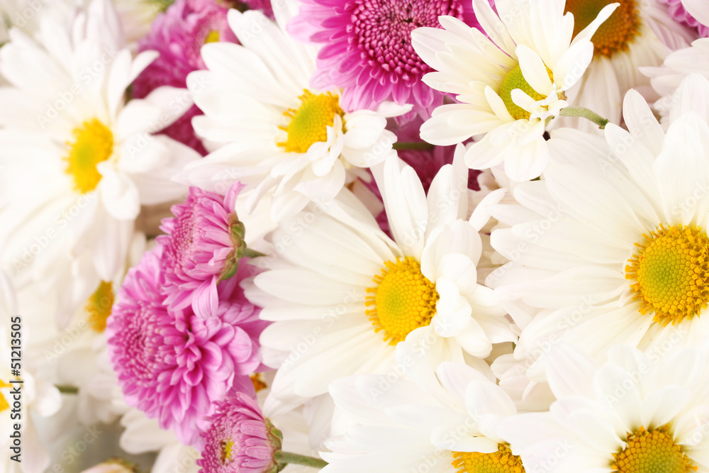 bouquet of daisies isolated on white