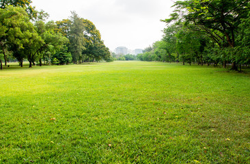 green grass field in big city park