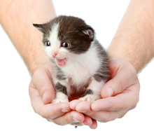 Small Kitten In Human Hands. Isolated On White