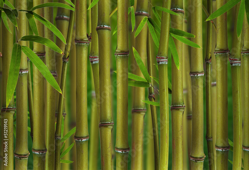 Plakat na zamówienie Bamboo sprouts forest