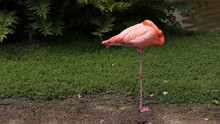Sleeping Flamingo. Two Shots.