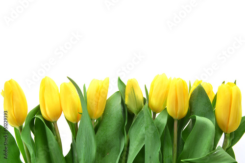 Naklejka - mata magnetyczna na lodówkę yellow tulips