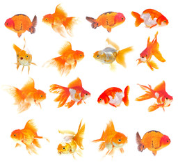 Wall Mural - Gold fish. Isolation on the white