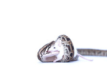 Isolated Burmese Python (molurus Bivittatus) Eats Rat