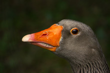 Closeup Of Grey Goose