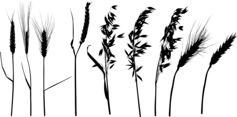 Wall Mural - nine black cereals silhouettes on white