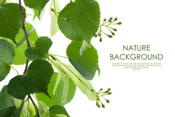 Wall Mural - Nature background leaves frame