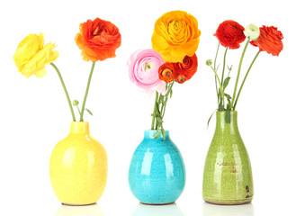 Wall Mural - Ranunculus (persian buttercups) in vases, isolated on white