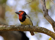 Picture Of Black Collared Barbet