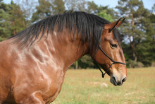 Portrait Of Beautiful Draft Horse