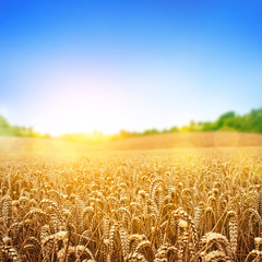 Golden Wheat Field