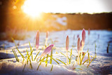 Fototapeta  - Krokusse im Schnee unter abendlichem Frühlingslicht