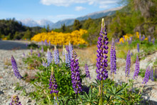 Lupines, Spring Flowers In The Mountains