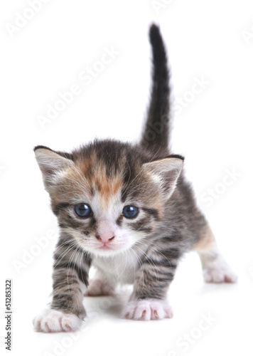 Obraz w ramie Kitten on White Background