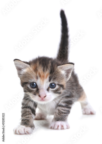 Naklejka ścienna Kitten on White Background