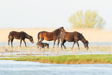 Wild Horses In The Danube Delta, Romania