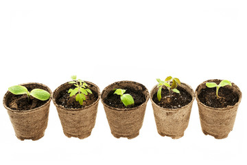 Wall Mural - Seedlings growing in peat moss pots