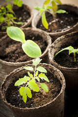 Wall Mural - Seedlings growing in peat moss pots