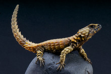 Armadillo Lizard / Cordylus Cataphractus