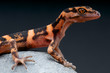 Cave gecko / Goniurosaurus orientalis