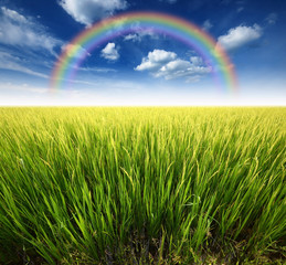  green grass blue sky flower rainbow