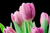 Fototapeta Tulipany - Tulipany na czarnym tle