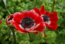 Red Anemone Flowers Close-up.
