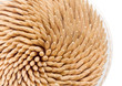 © ml1413 - toothpick macro