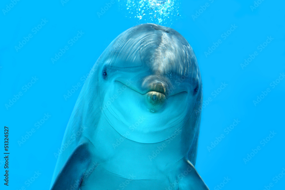 Dolphin Look - obrazy, fototapety, plakaty 