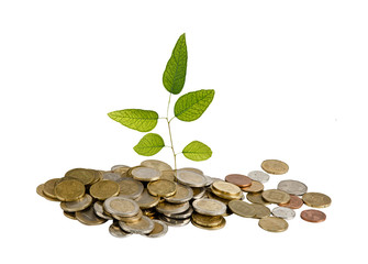 Sapling growing from coins