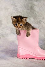 Kitten In Water Shoe