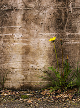 Nature Triumphs Over Adversity - Dandelion By Old Wall,  Taraxac